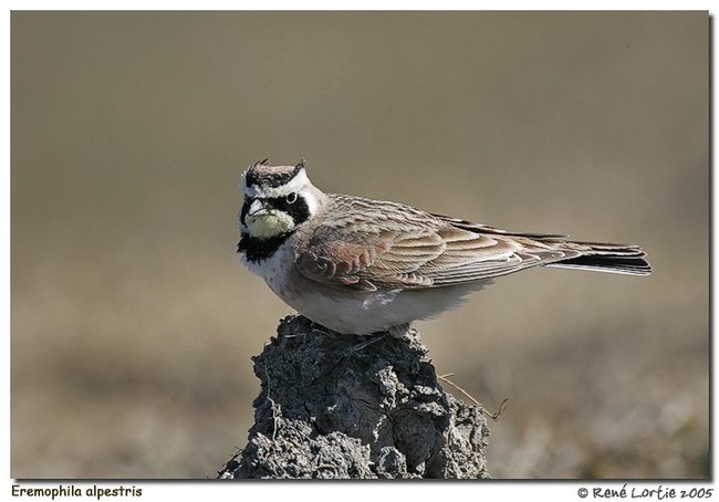 Oiseaux de France Alouet13