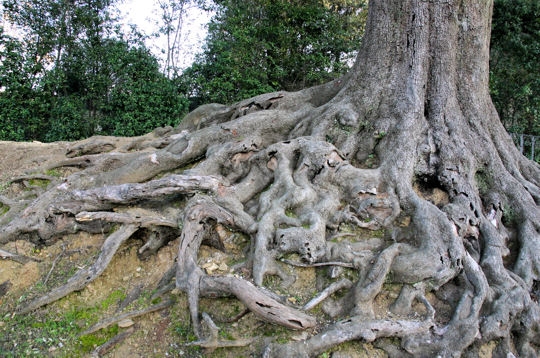 Jardin >  Les jardins de Boboli Arbre-11