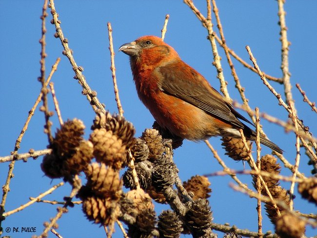 Oiseaux de France Bec-cr11