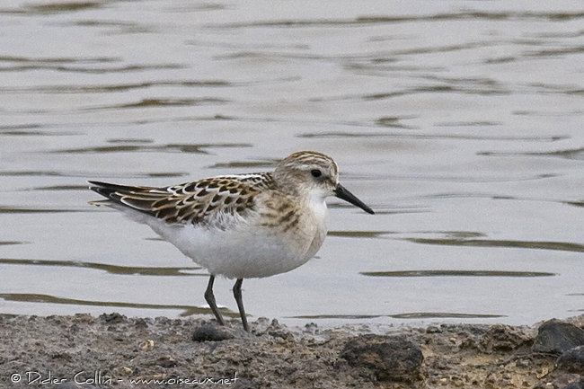 Oiseaux de France Becass20