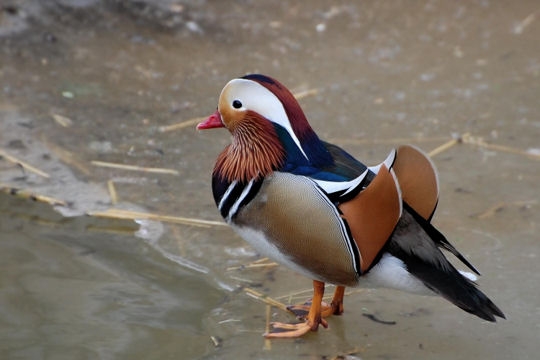 Animaux sauvages > Animaux aux couleurs chatoyantes Canard11