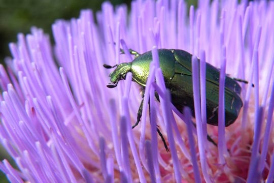 Animaux sauvages > Animaux aux couleurs chatoyantes Cetoin10