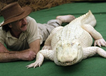 Des alligators albinos en France D064fd10