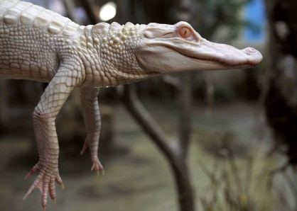 Des alligators albinos en France D81f8f10