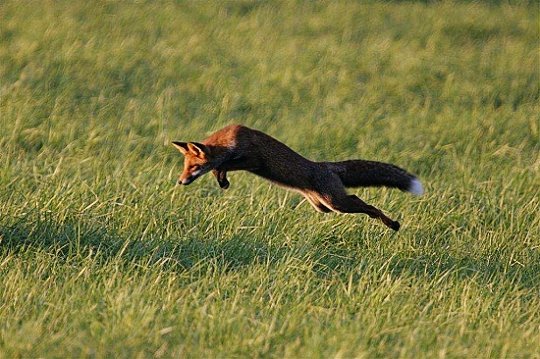 Les meilleures photos d'animaux et de plantes de l't Image810