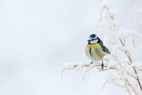 Eveil de la nature Mesang10