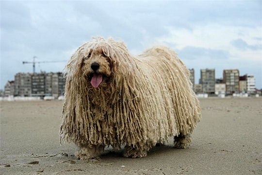 Nature et Animaux > Chiens > Le puli Puli-310