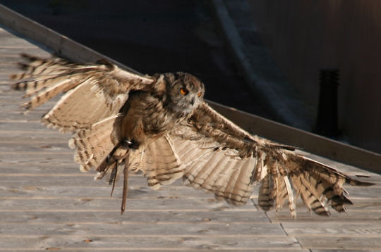 Nature et Animaux >  Rapaces Rapace10