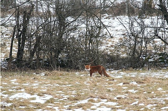 Week-end > Nature > Valle du Dessoubre Renard11