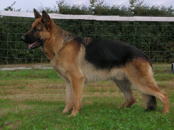 Tout sur les bergers Allemands et les Beaucerons - Portail Copie_11