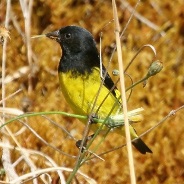 Valeur d'échange 2011 pour un Tarin à Ventre Jaune 53906310