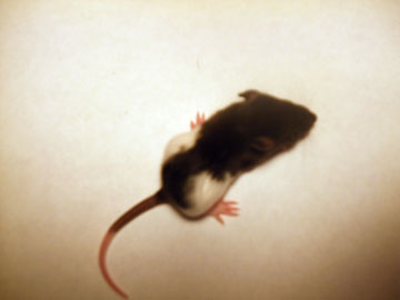 [59] 15 ratons à adopter ensemble ou séparés (Lille) Ratbit11