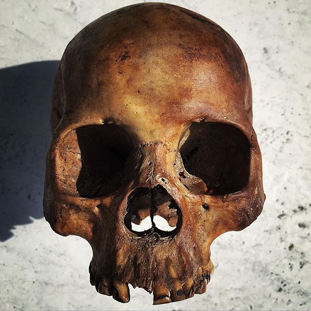 Crânes humain et divers Real Human Skulls Skull for sale 17333910