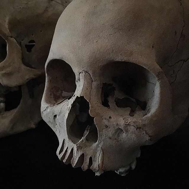 Crânes humain et divers Real Human Skulls Skull for sale 21480010