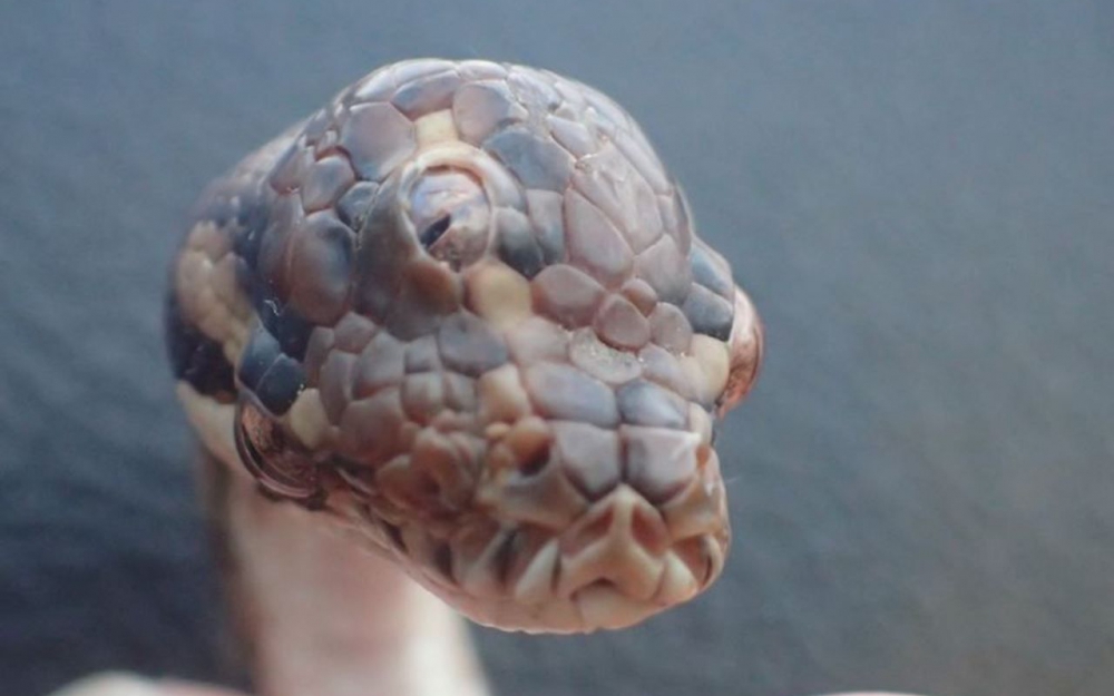 Un python à trois yeux 80646310