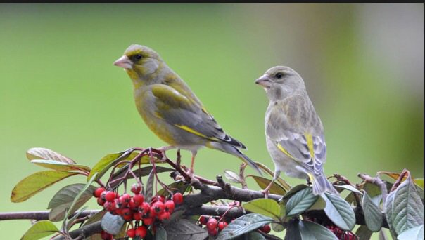 nourrir les oiseaux du jardin - Page 6 3p10