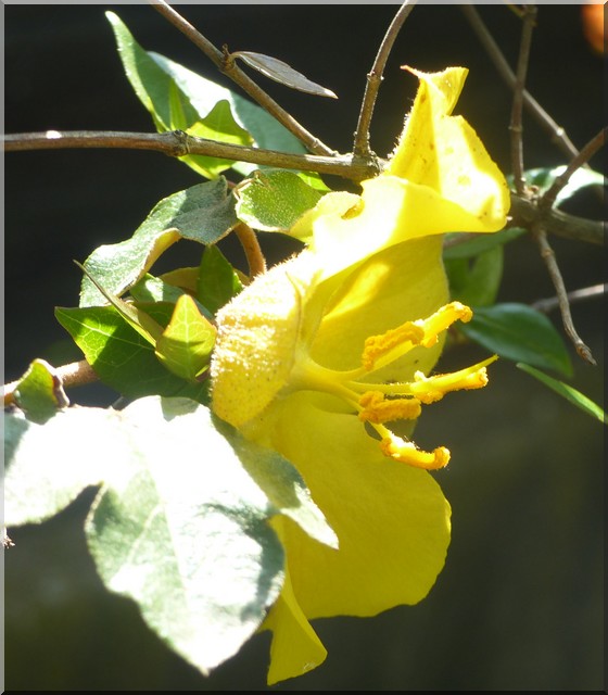 Fremontodendron californicum (decumbens) Fremon11