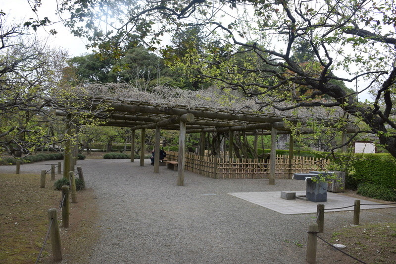 Le parc Kairaku-en à Mito. Dsc_0158
