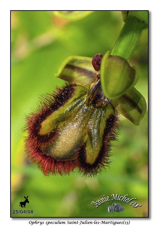 Ophrys miroir histoire de speculer un peu...) - Page 2 05-20010