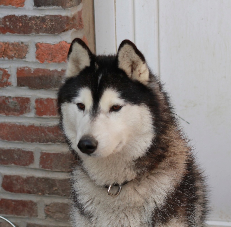 BALTO, Husky sibérien né le 10.11.2014, PART 80 Img_4910