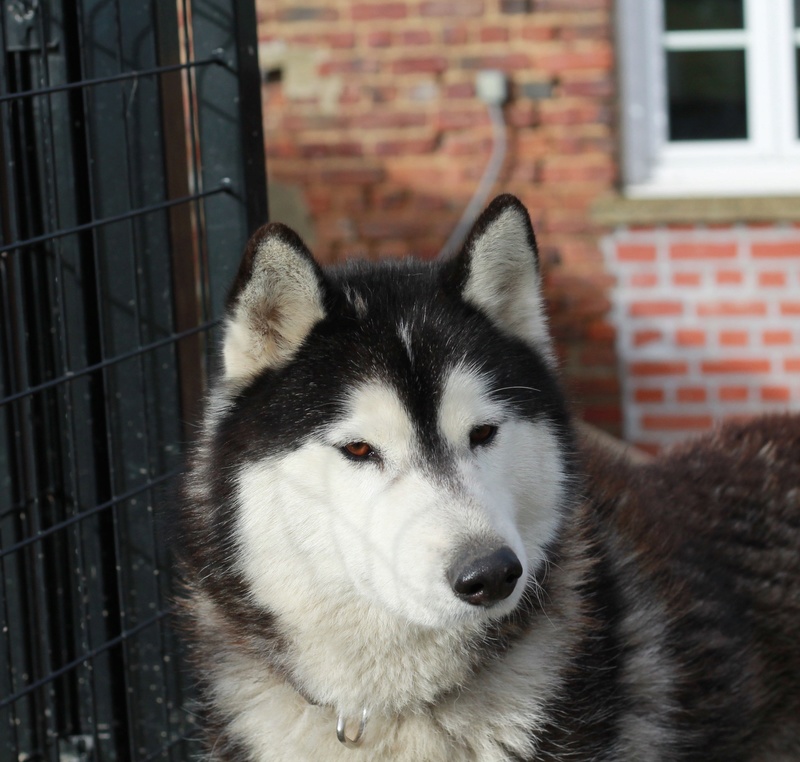 BALTO, Husky sibérien né le 10.11.2014, PART 80 Img_4912