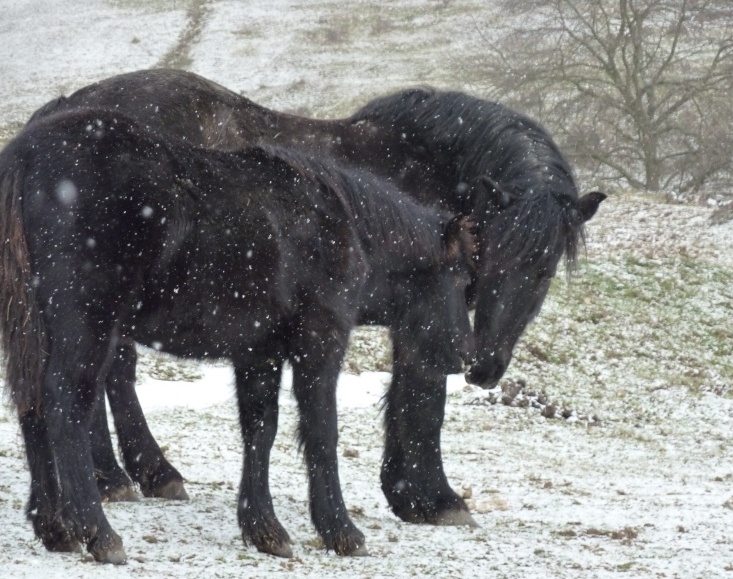 ON VOTE Concours photos "Nos chevaux et la tendresse" 10_01_11