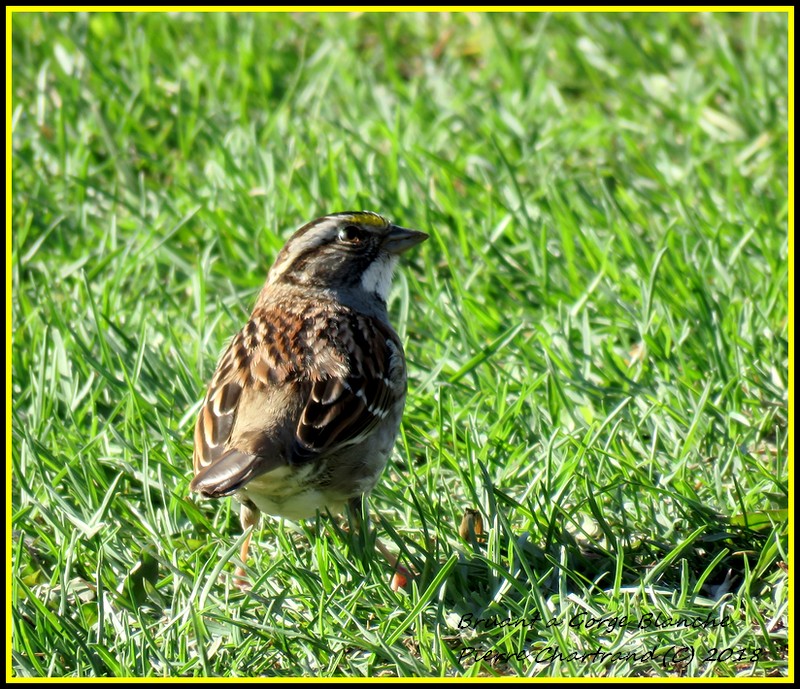 Sortie au Parc Michel Chartrand Bruant17