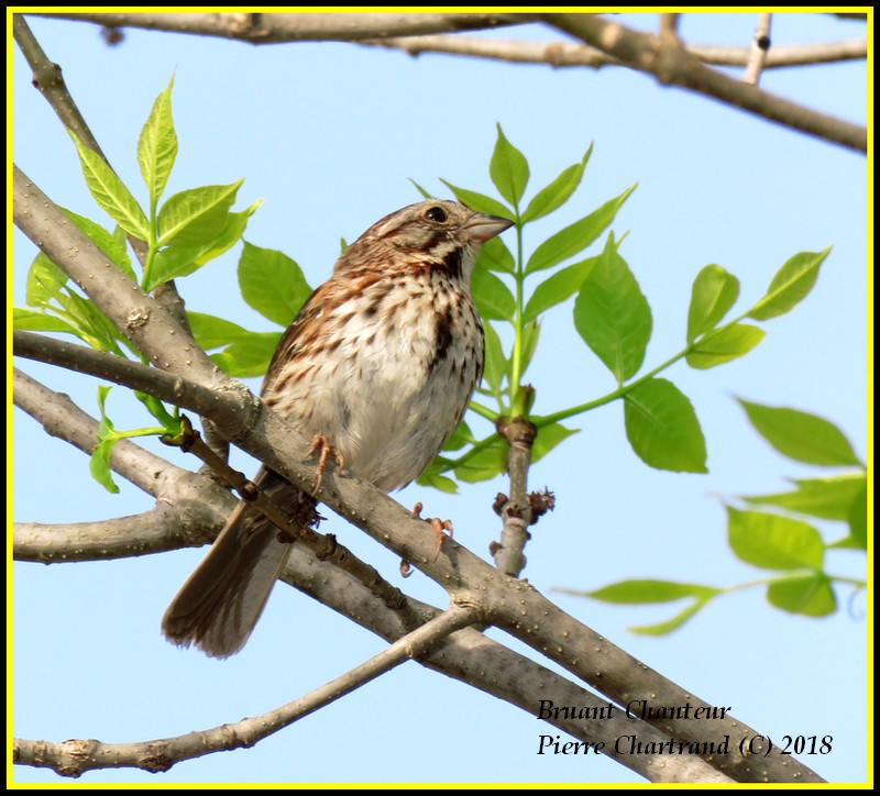 19 Mai 2018 Pointes Aux Prairies Bruant18