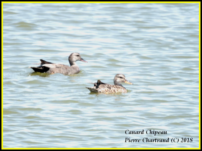 Escapade à Baie DuFevbre Canard33