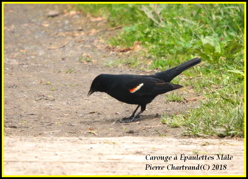 Ce Midi Parc Nature Pointe Aux Prairies Caroug23