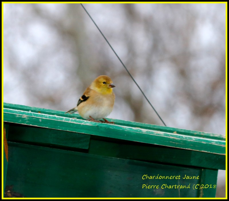 Samedi Matin Chardo12
