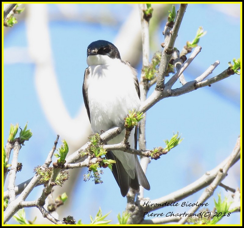 Au parc Bellerive Hirond12