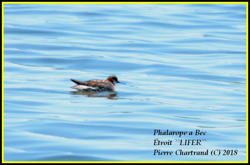 Escapade à Baie DuFevbre Phalar10