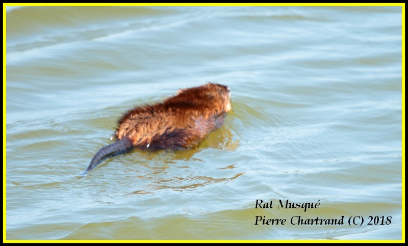 Escapade à Baie DuFevbre Rat_mu10