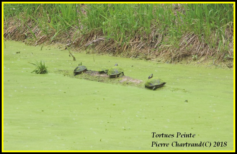 Ce Midi Parc Nature Pointe Aux Prairies Tortue12