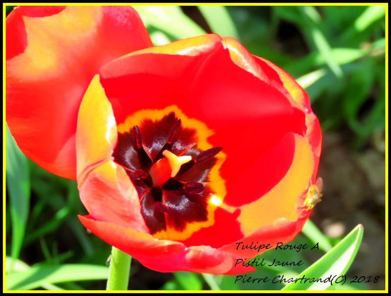 Au parc Bellerive Tulipe10