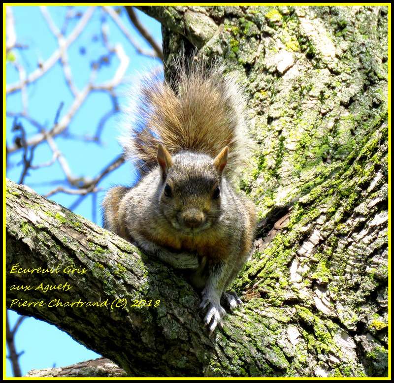 Au parc Bellerive Yycure11