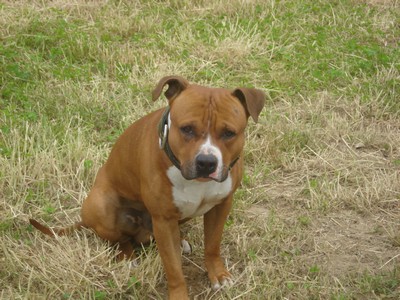 Dalton ,amstaff male LOF de 2 ans ! Dalton14