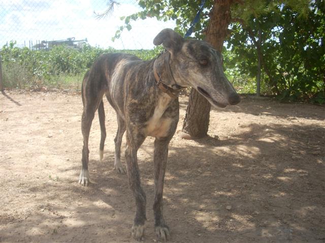 GLORIA Galgo femelle - Adoption Spciale Gloria11