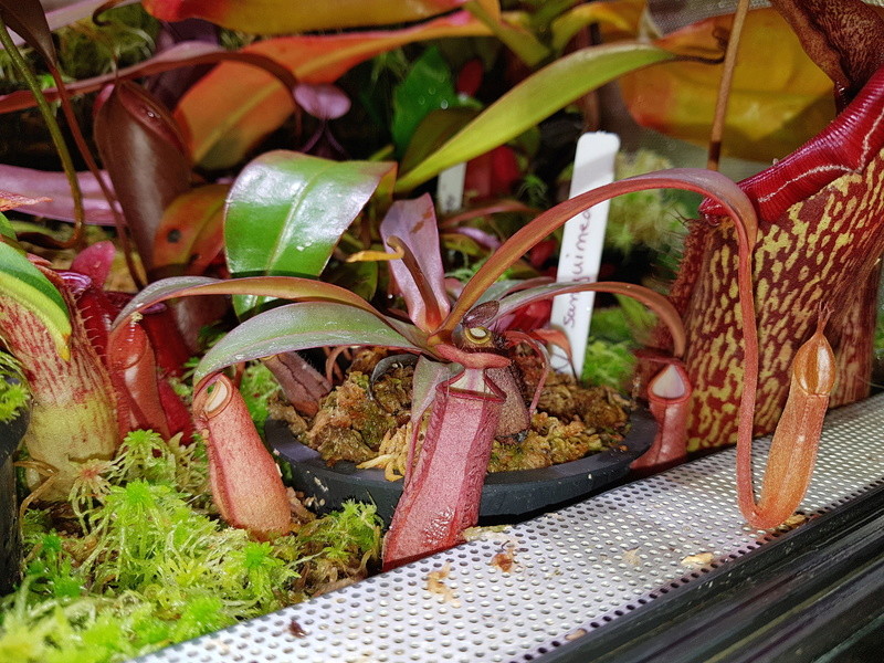 Nepenthes sanguinea 20180180