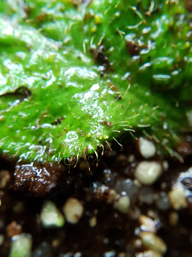 Boutures de feuille de Drosera schizandra 20180320