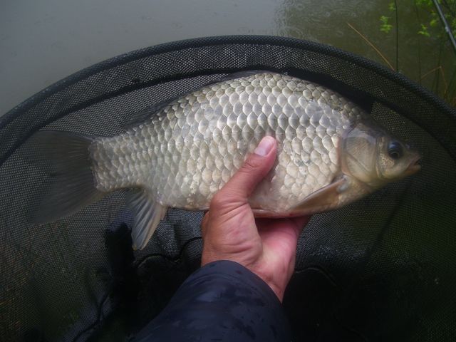 Quelques Pêches sympa entre Z'AMIS !! 100_4243