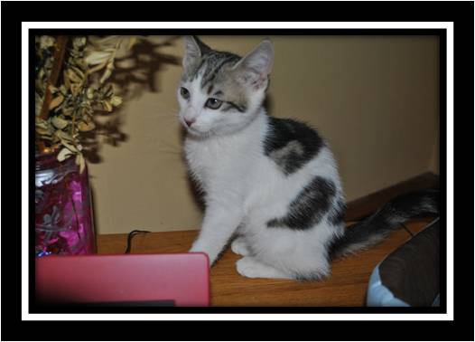 FANY petite femelle de 4 mois 1/2 tigrée roux/noir/blanc  Fany10