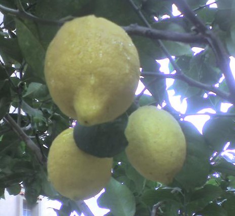 Citron Citron10