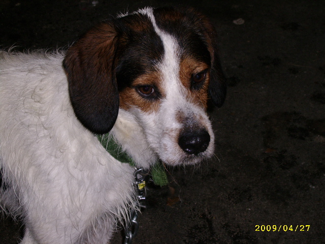 ADHOC, croisé beagle/griffon mâle, 5 ans 1/2 (56) Avr09_20