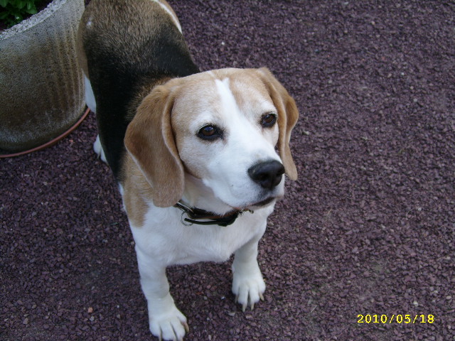 RAFIA, très jolie beagle femelle adulte, 10 ans (61) Avr_0110