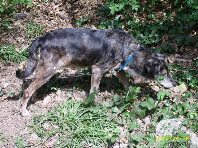 NOUKI, x bergère Arlequin, née 1997-14 ans + de 2 ans de box Pontivy56 Avr_0411