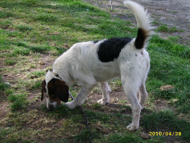 ADHOC, croisé beagle/griffon mâle, 5 ans 1/2 (56) Avr_0716
