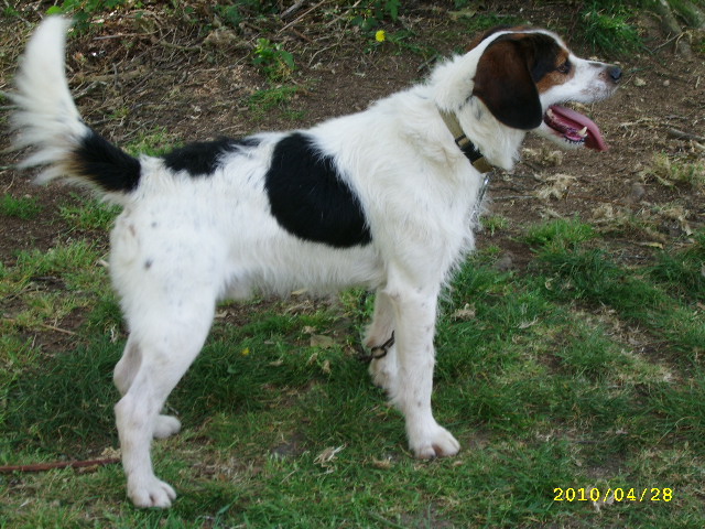 ADHOC, croisé beagle/griffon mâle, 5 ans 1/2 (56) Avr_0813