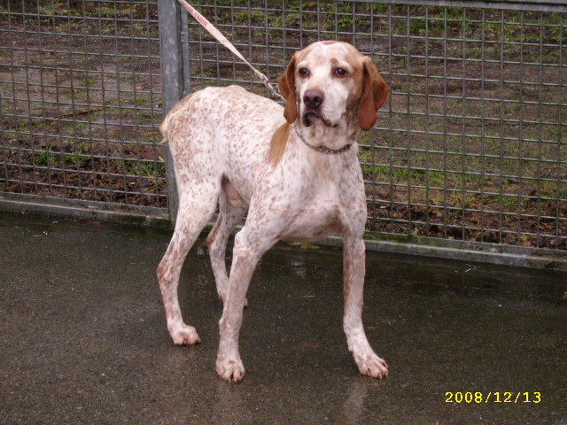 Plumeti (10 ans), le beau X braque - 56 Pontivy Dec08_42